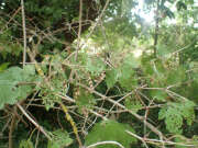 Thumbnail 361759 B