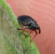 Thumbnail 361803 B