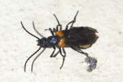 Thumbnail 361821 A
