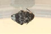 Thumbnail 361851 B