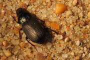 Thumbnail 361892 B