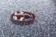 Thumbnail 361947 B
