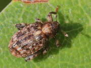 Thumbnail 362043 A
