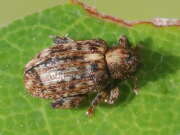 Thumbnail 362043 B