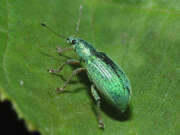Thumbnail 362046 B