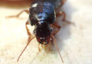 Thumbnail 362079 B