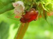 Thumbnail 362094 A