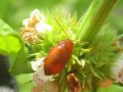 Thumbnail 362094 B