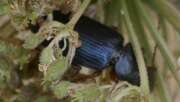 Thumbnail 362096 B