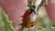 Thumbnail 362107 B
