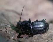 Thumbnail 362109 A