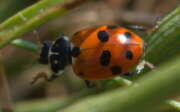 Thumbnail 362117 B
