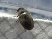 Thumbnail 362124 C