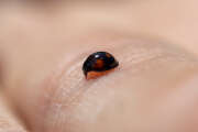 Thumbnail 362132 B