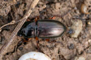 Thumbnail 362156 B