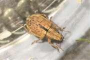 Thumbnail 362176 A