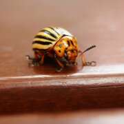 Thumbnail 362204 A