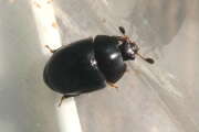Thumbnail 362440 B