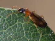 Thumbnail 362459 B