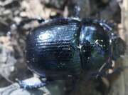 Thumbnail 362480 A