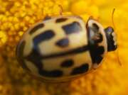 Thumbnail 362595 B