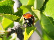 Thumbnail 362775 B