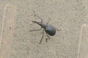 Thumbnail 362845 B