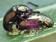 Thumbnail 362902 B