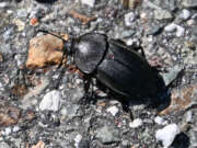 Thumbnail 362904 A
