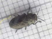 Thumbnail 362929 B
