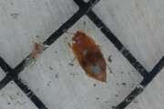 Thumbnail 362941 A