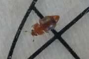 Thumbnail 362941 B