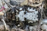 Thumbnail 363005 B
