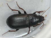 Thumbnail 363034 A