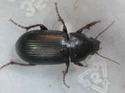 Thumbnail 363034 B