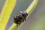 Thumbnail 363081 A
