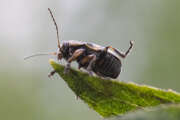 Thumbnail 363081 B