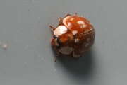 Thumbnail 363168 B