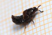Thumbnail 363177 A