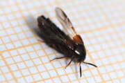 Thumbnail 363177 B