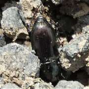 Thumbnail 363274 B