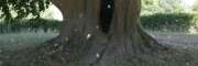 Thumbnail 363296 C