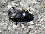 Thumbnail 363297 B