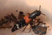 Thumbnail 363334 A