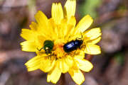 Thumbnail 363490 B