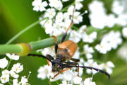 Thumbnail 363504 B