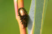 Thumbnail 363518 B