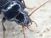 Thumbnail 363573 B