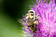 Thumbnail 363592 B
