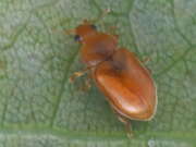 Thumbnail 363903 B